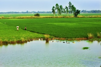 people on green grass field near lake during daytime