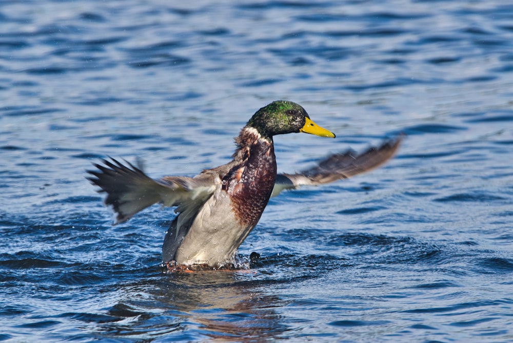 mallard duck on body of water during daytime