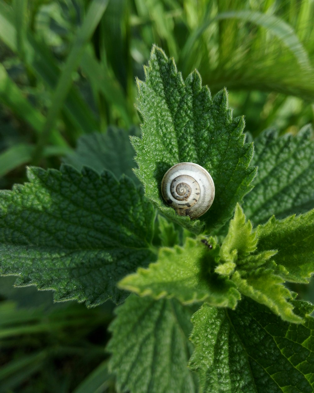 green plant with snail on top