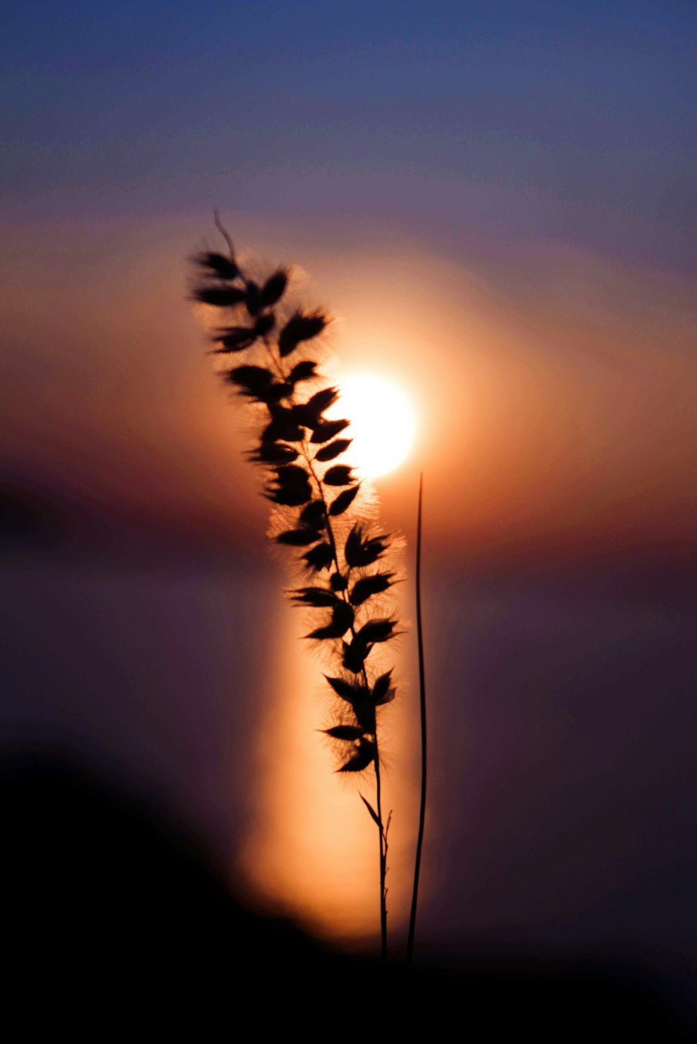 silhouette of plant during sunset