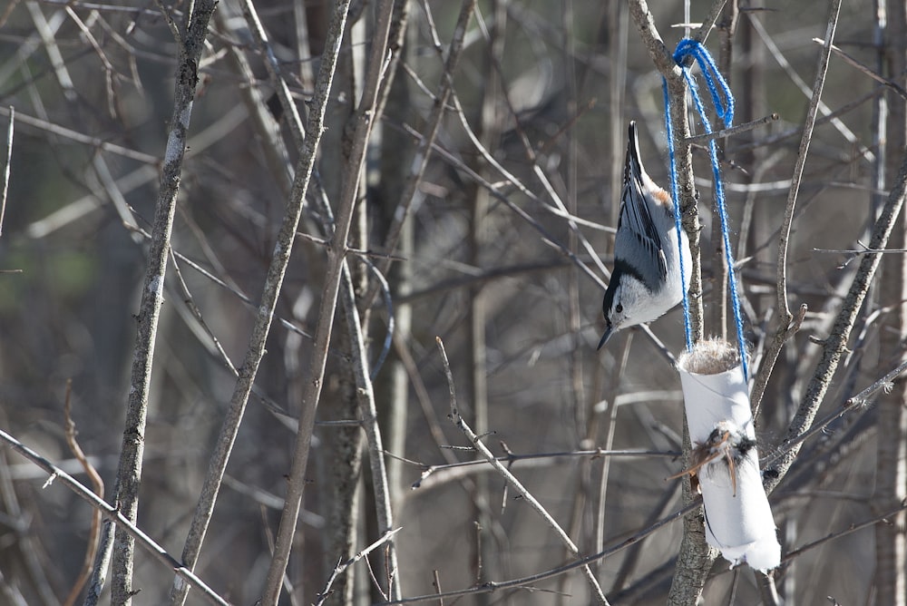 blue and white bird on brown tree branch