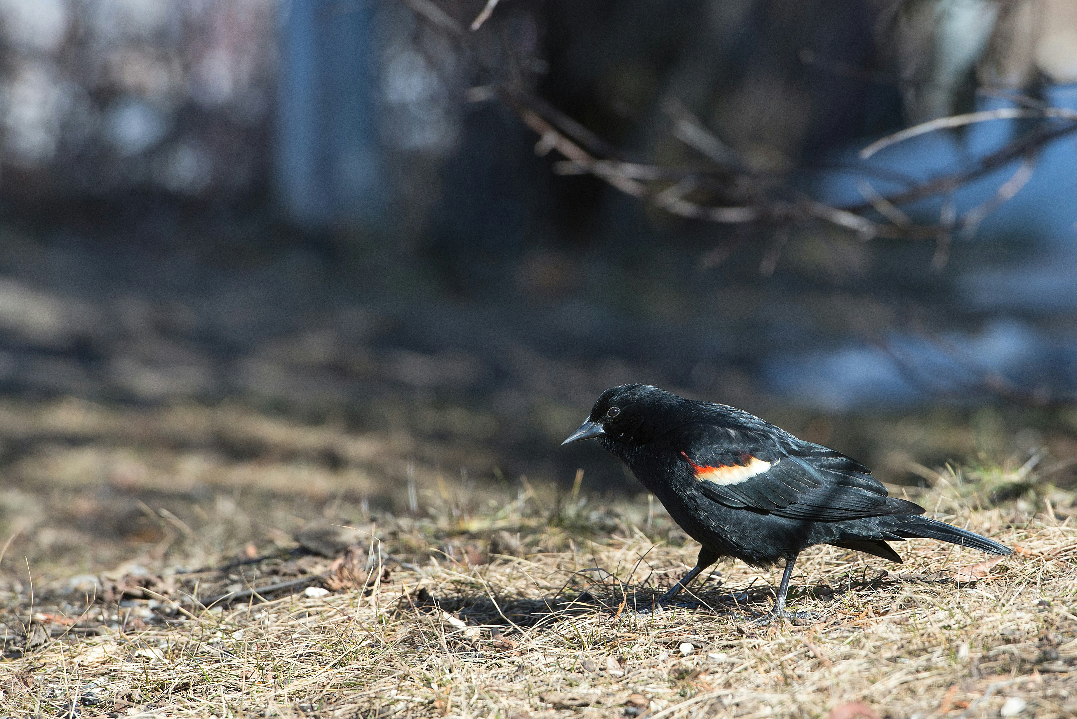 Photo by tammyraybould