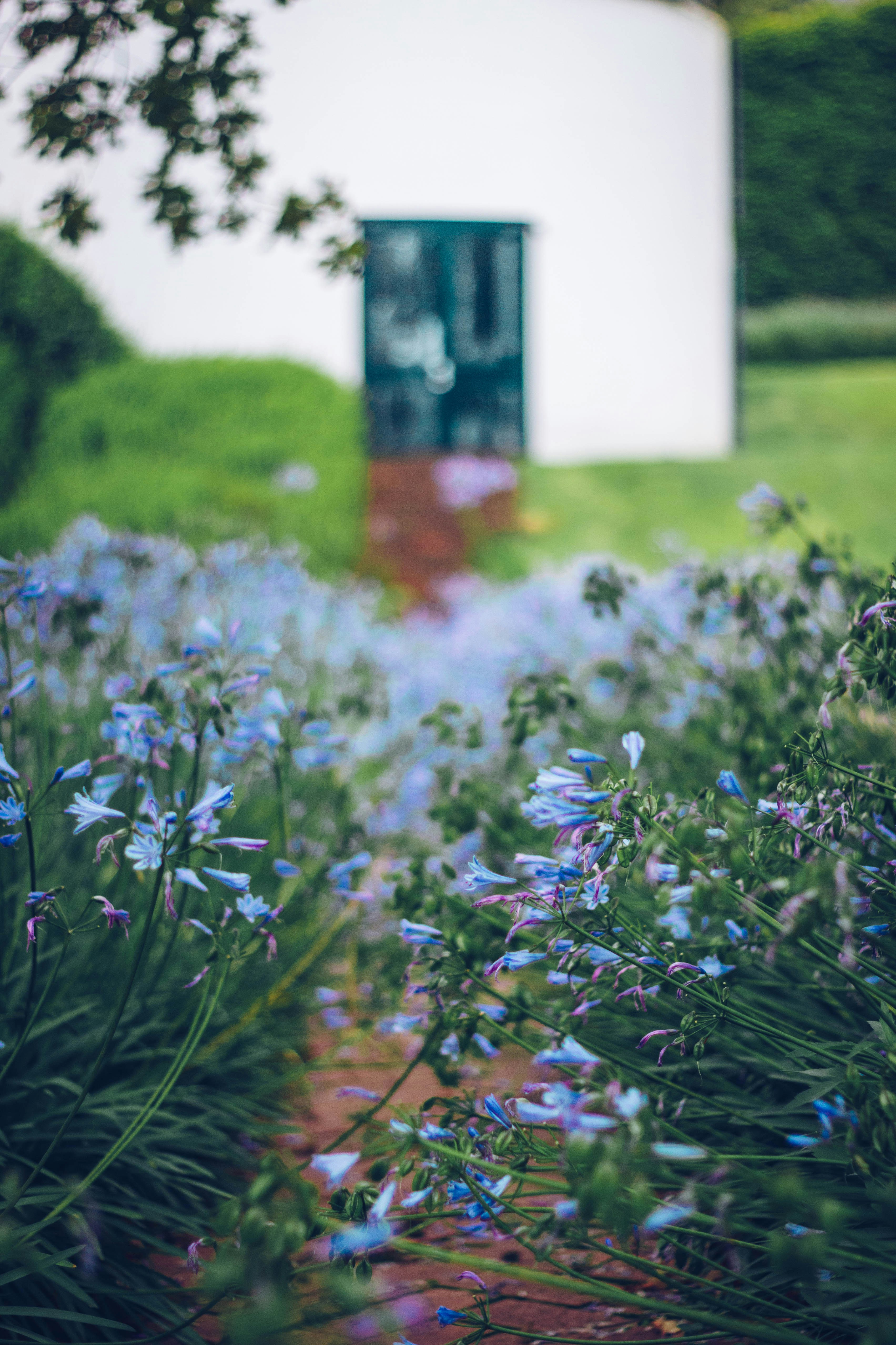 purple flowers in tilt shift lens