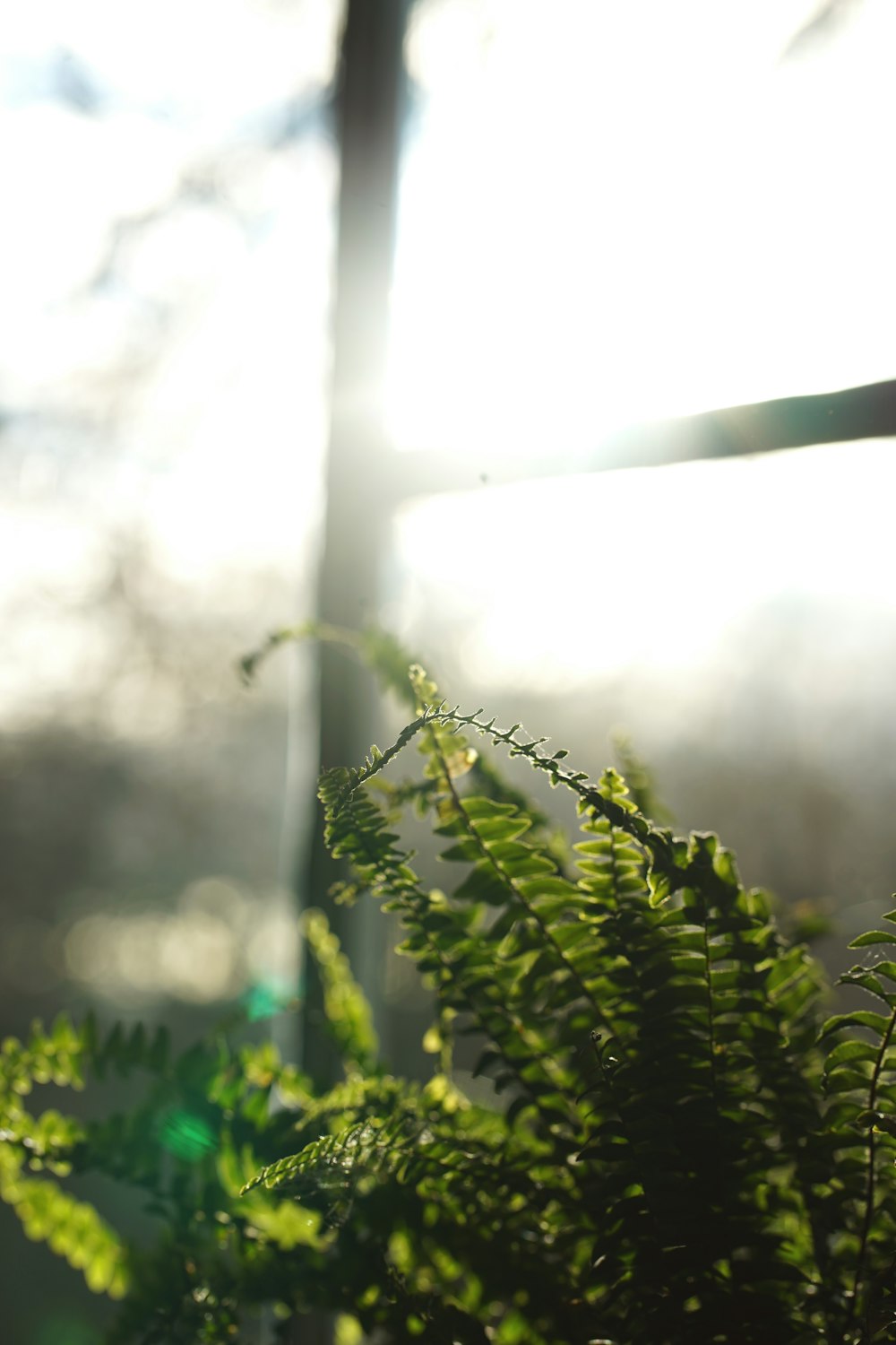 green plant in tilt shift lens