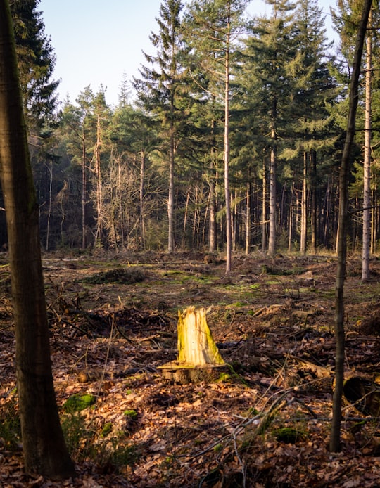yellow road sign in the middle of the woods in Ulvenhout Netherlands