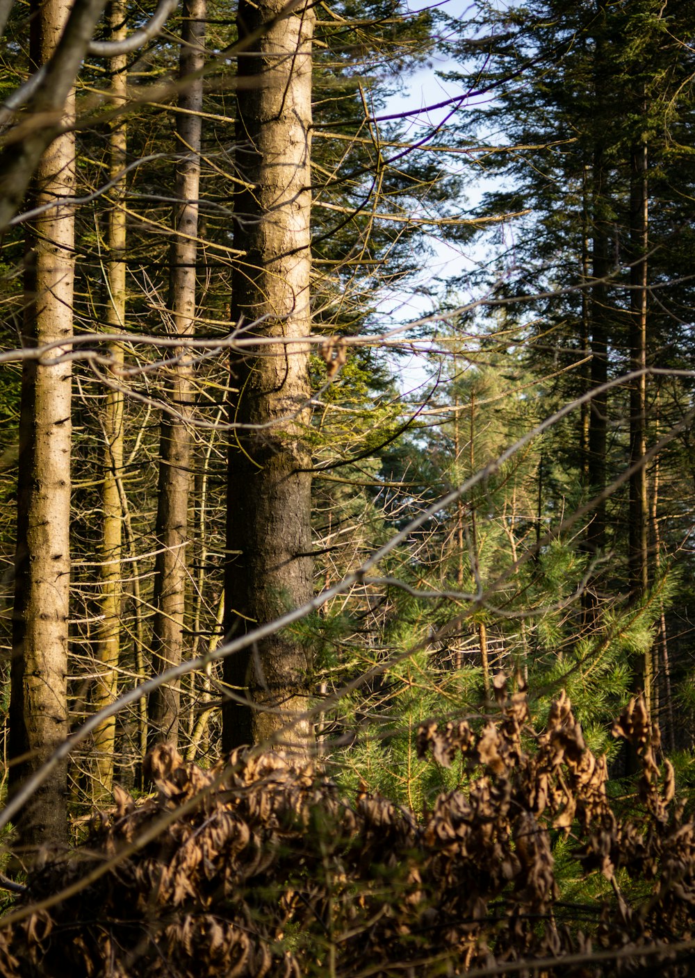 green trees in forest during daytime