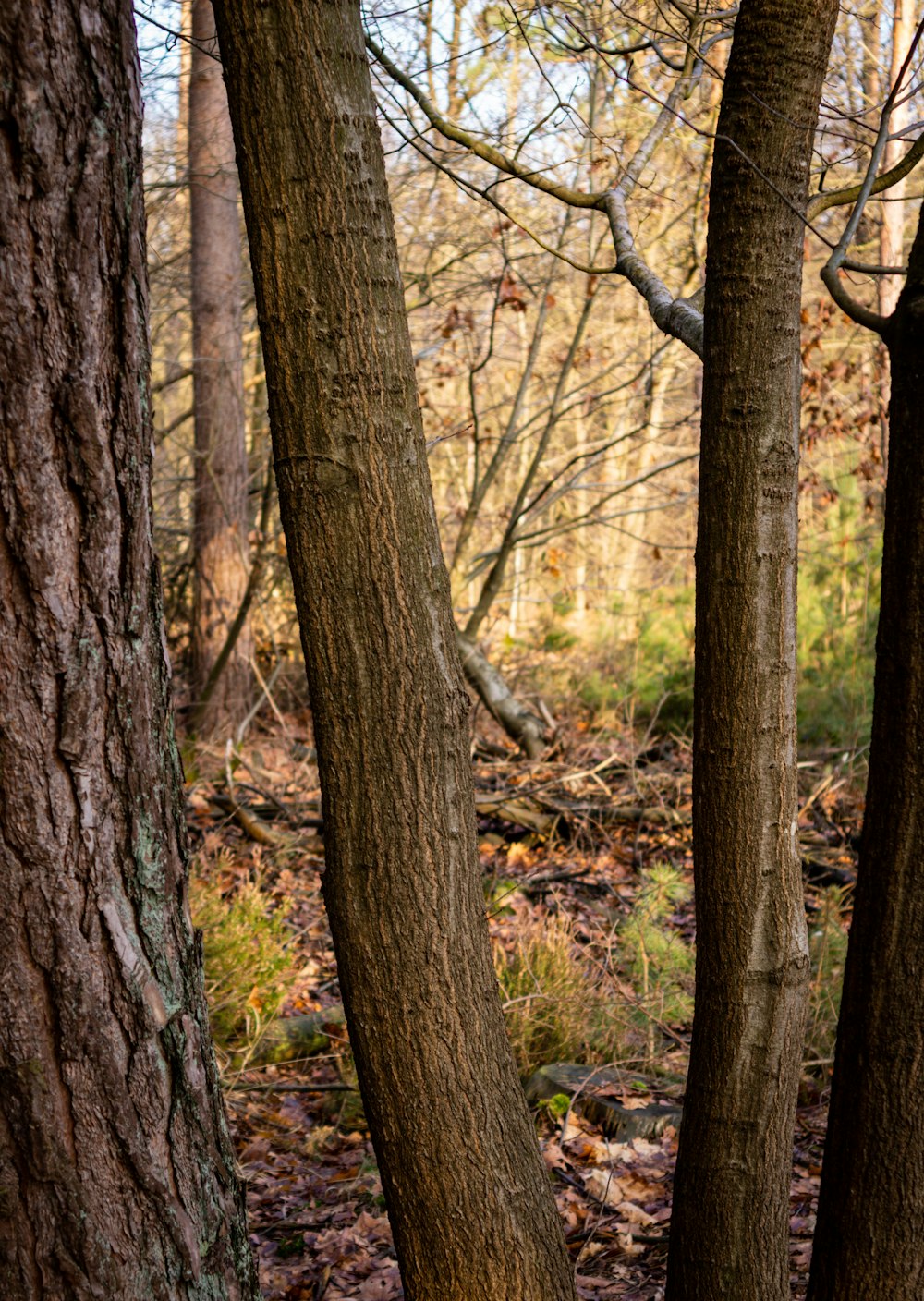 brown tree trunk during daytime