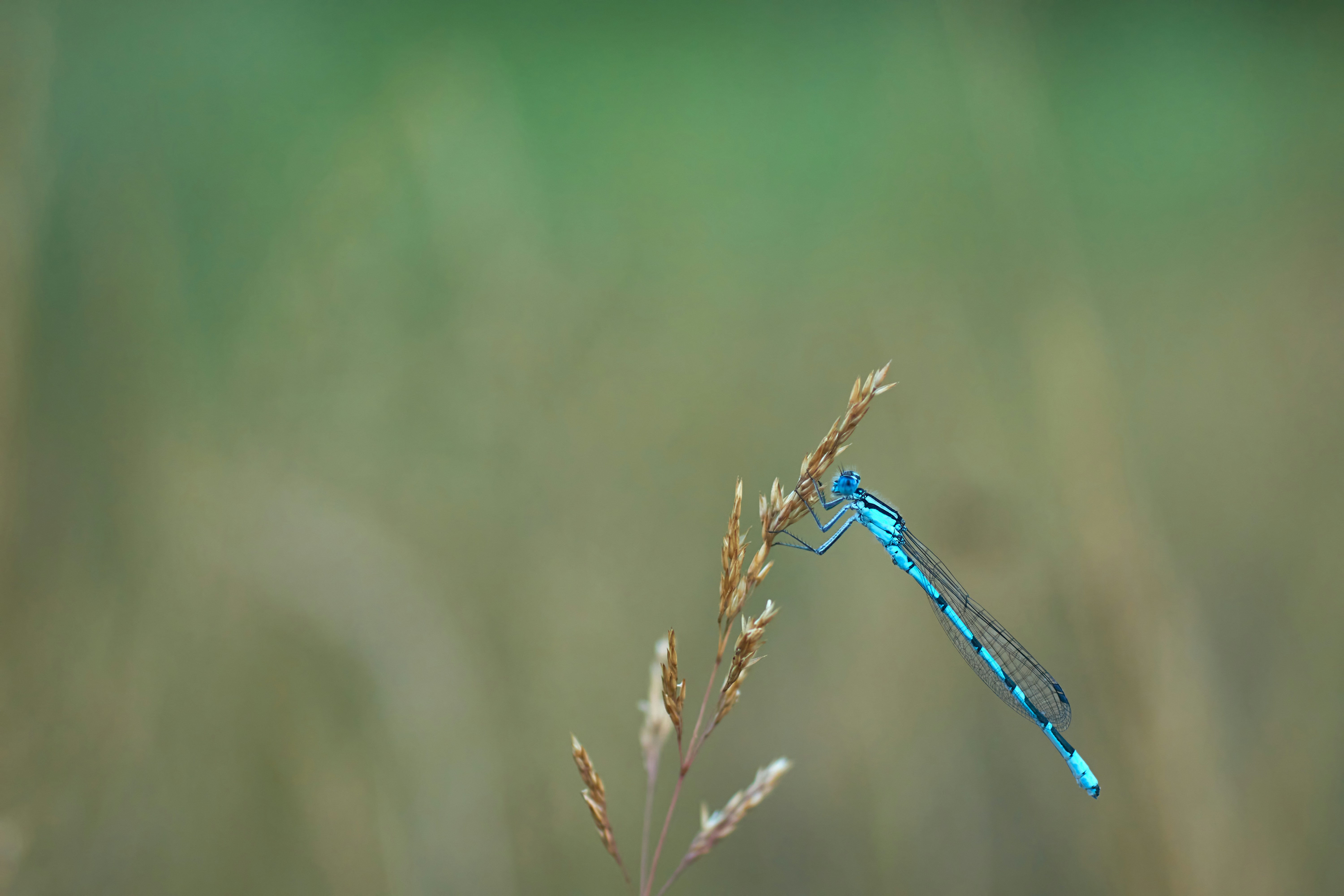 Photo by wolfgang_hasselmann