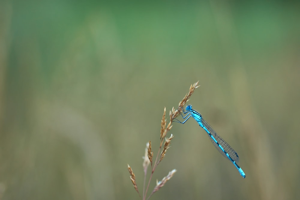 blue dragonfly perched on brown plant stem in tilt shift lens