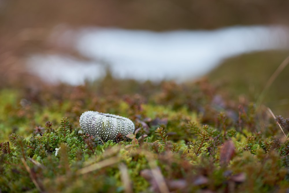 white and black pine cone on green grass during daytime