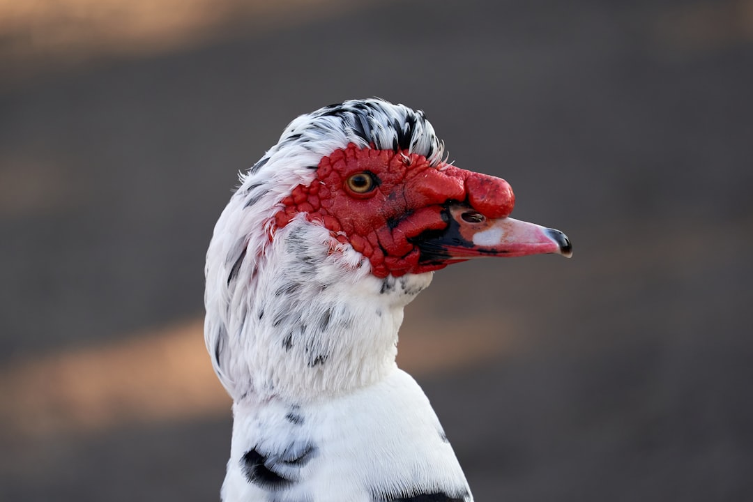 white and red bird in close up photography