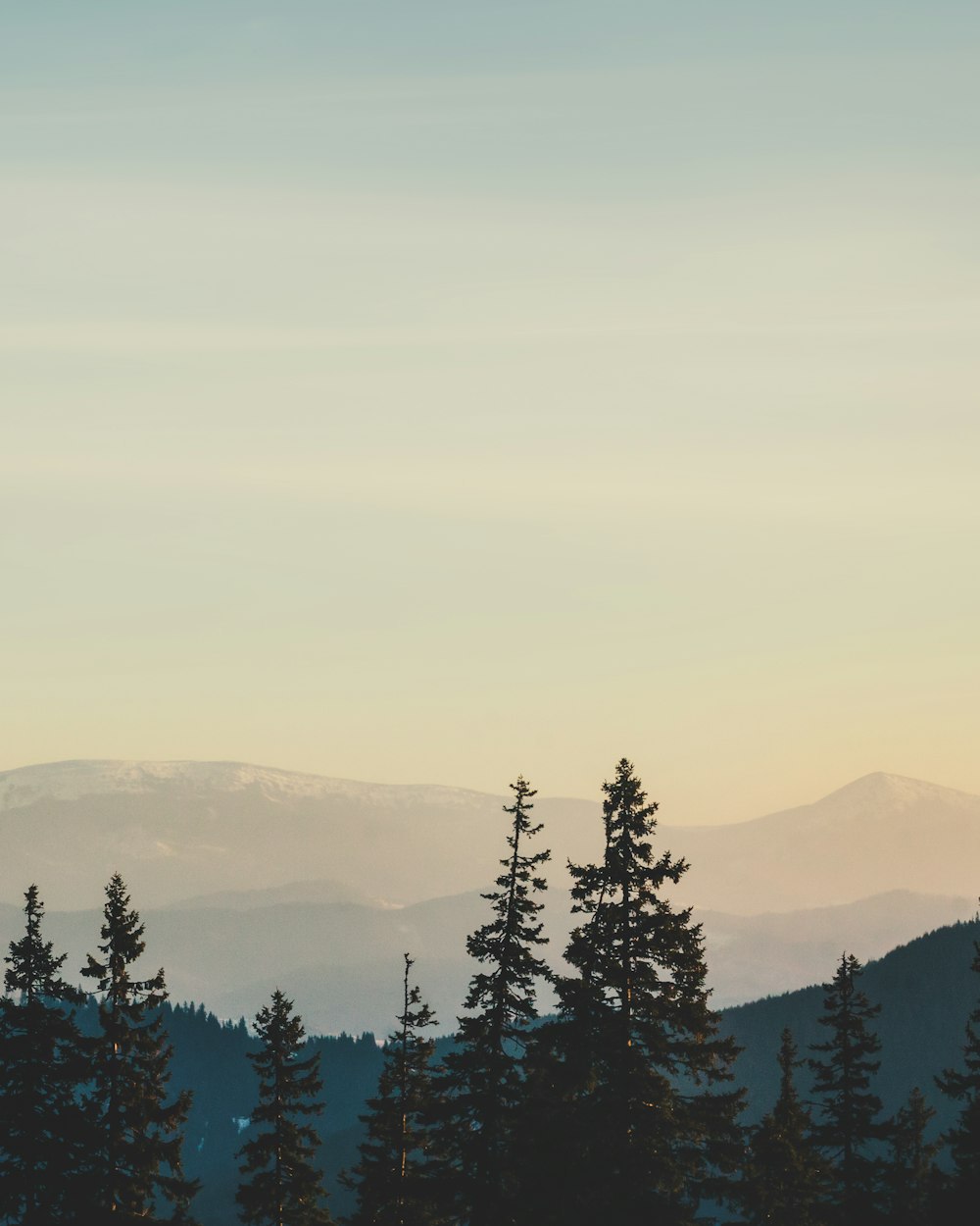 green trees on mountain during daytime