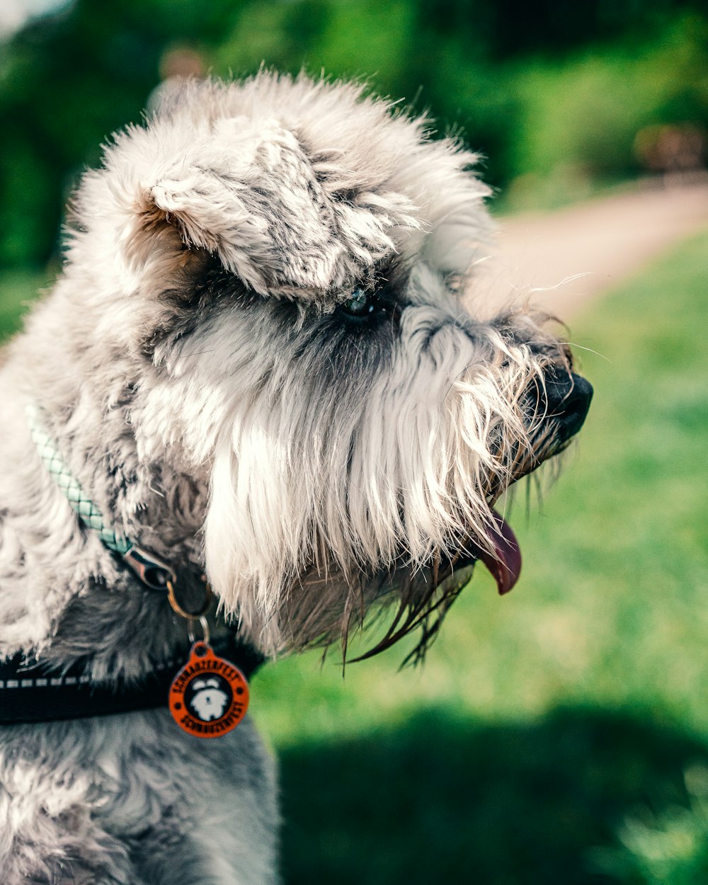 gray and white miniature schnauzer on green grass field during daytime