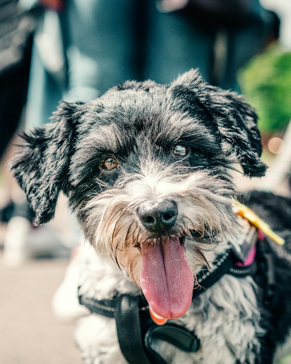 black and white long coat small dog biting red stick