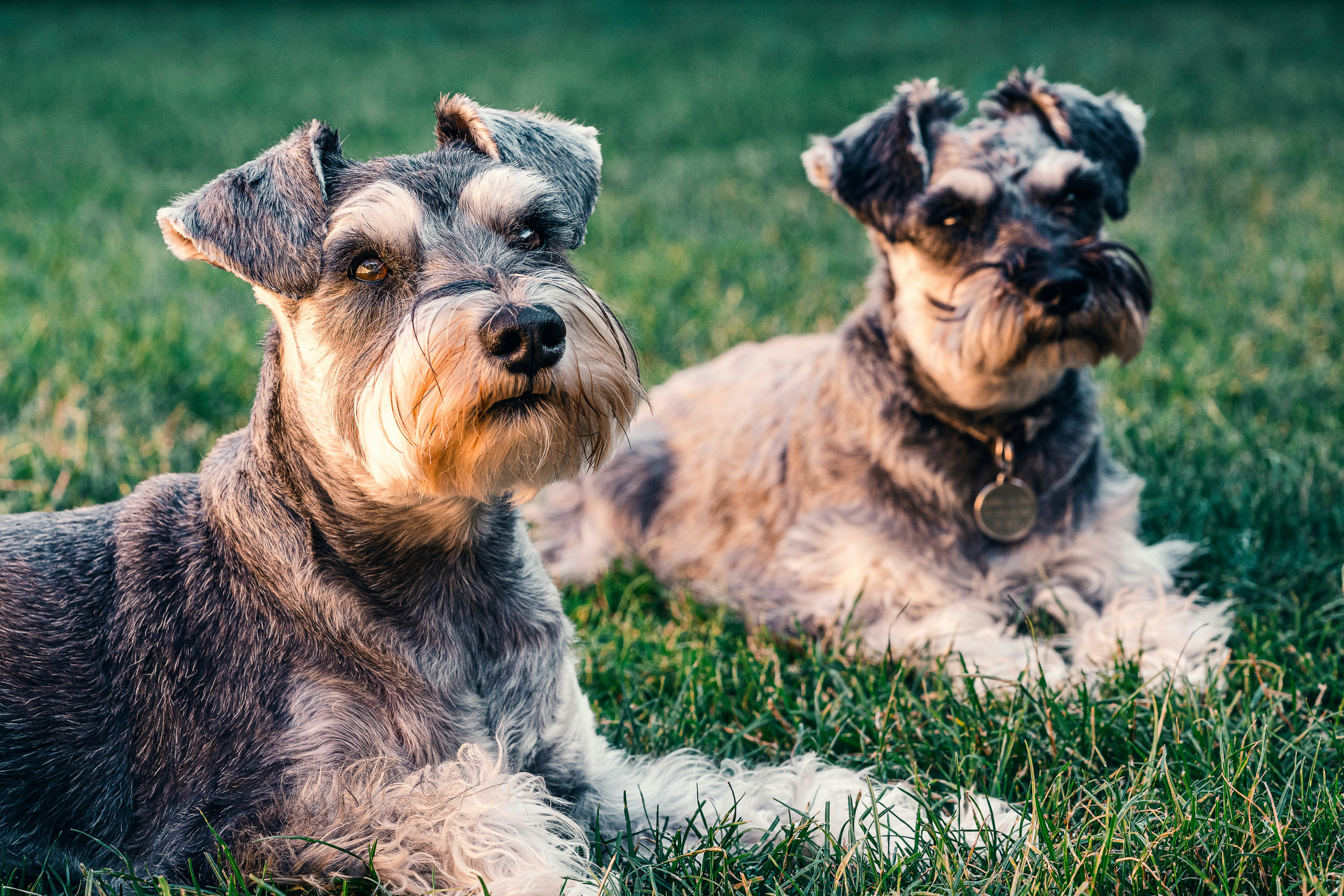 black and brown miniature schnauzer lying on green grass field during daytime