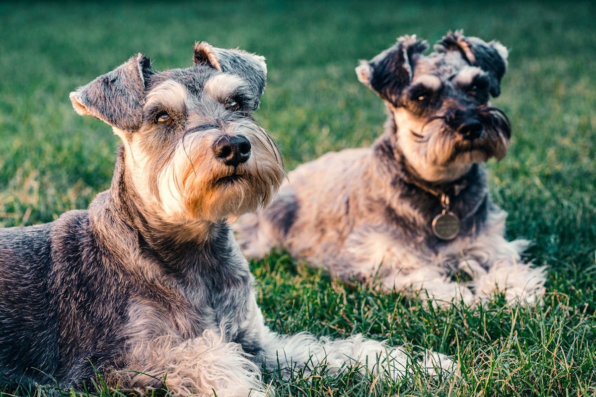 Dois Schnauzers Miniatura sal e pimenta deitados lado a lado na grama