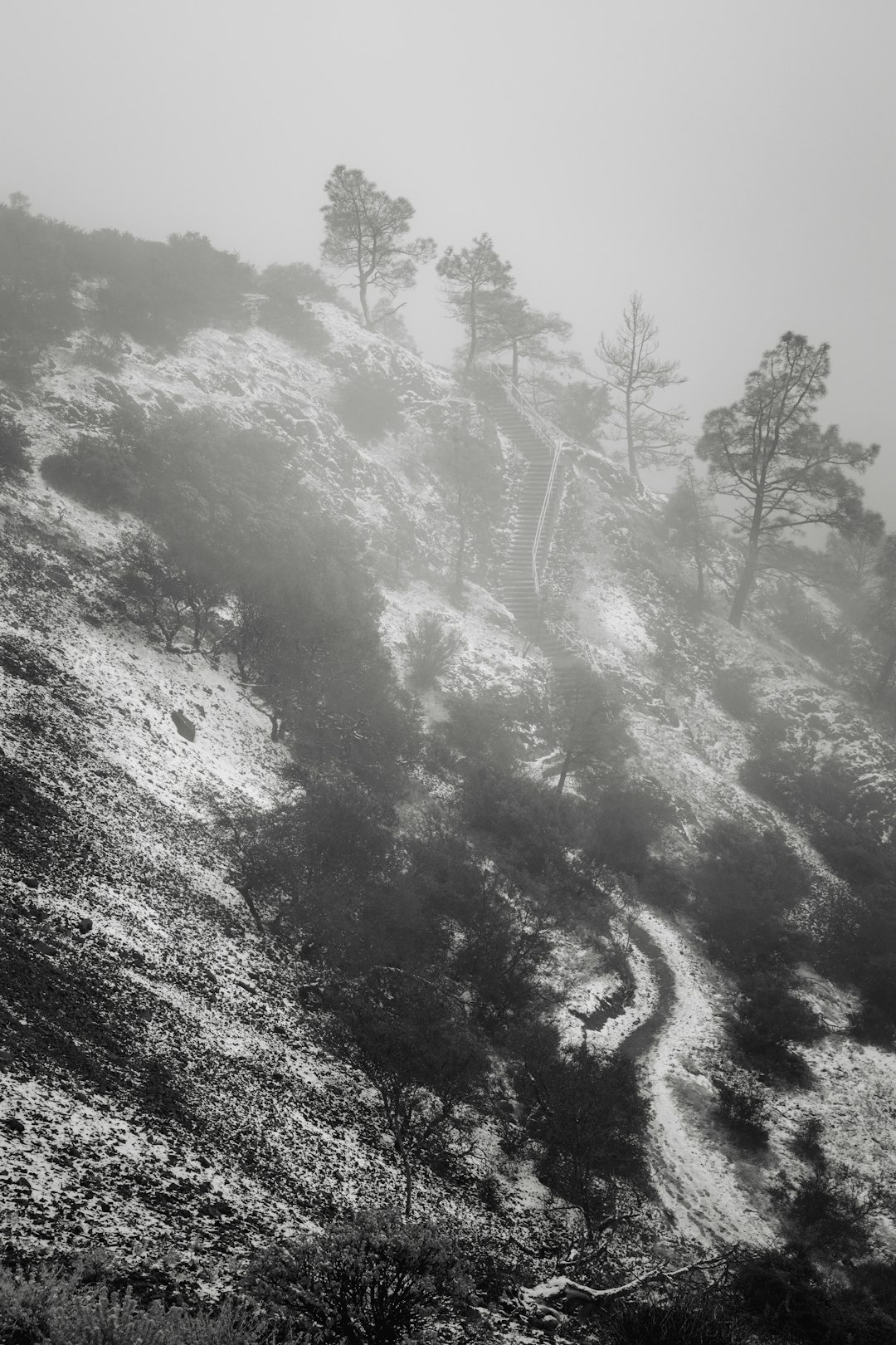 grayscale photo of trees and body of water