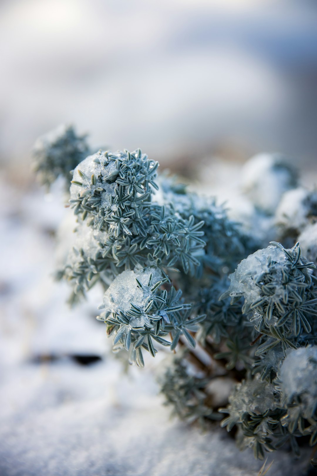 green and white plant in close up photography