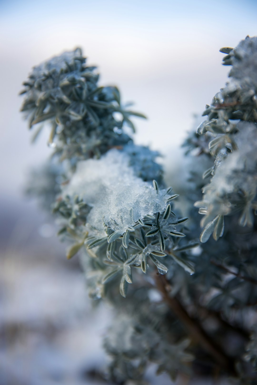 white and green plant in close up photography