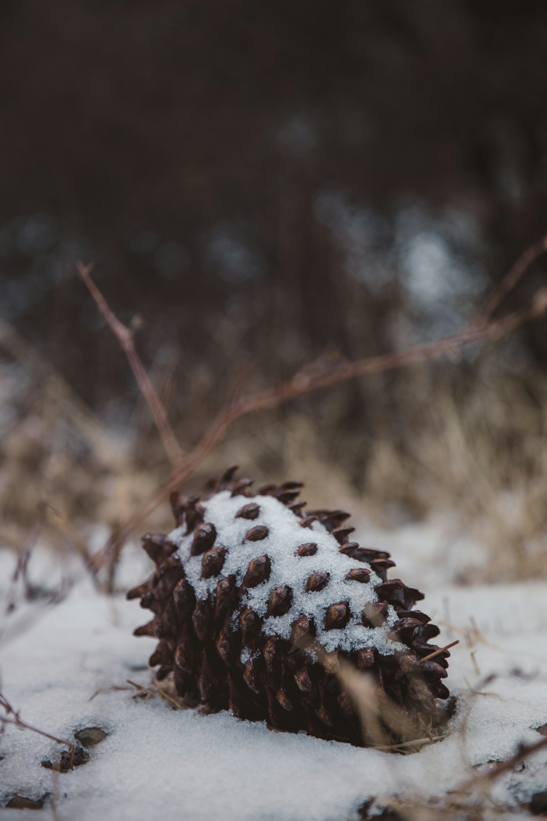 brown pine cone on white sand