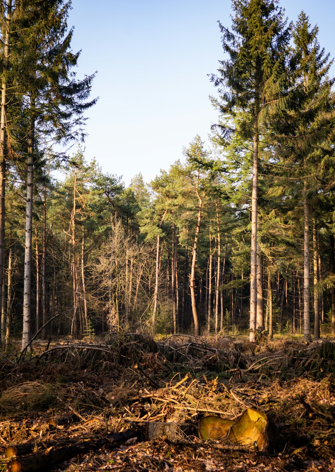 Forest photo spot Ulvenhout Maasvlakte Rotterdam