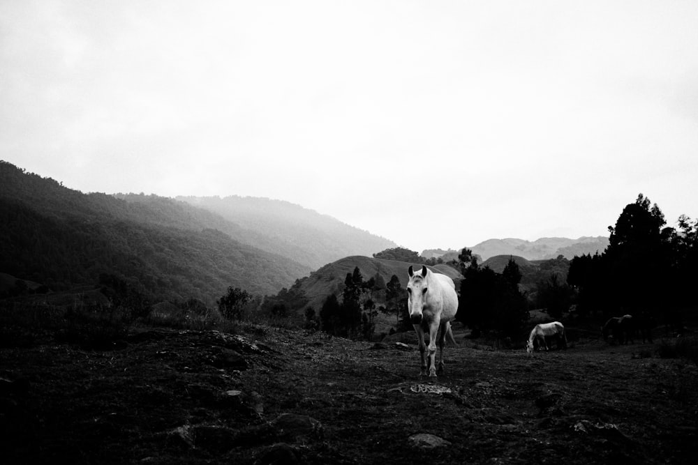 grayscale photo of horses on grass field