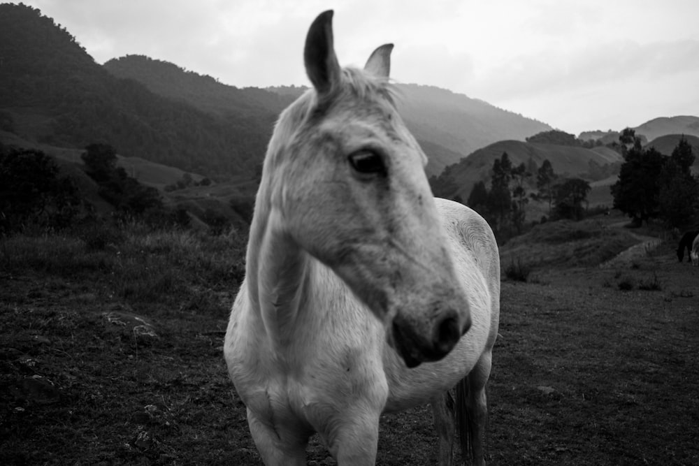 grayscale photo of horse on grass field