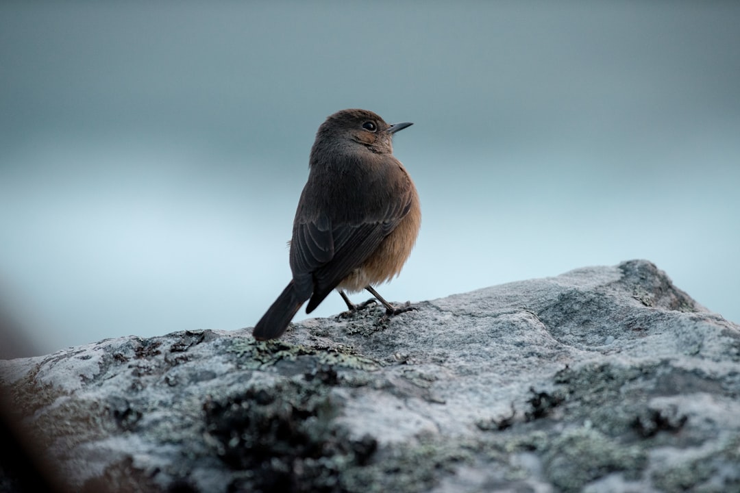 Wildlife photo spot Cape Town Hout Bay