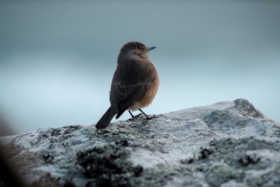 brown bird on gray rock