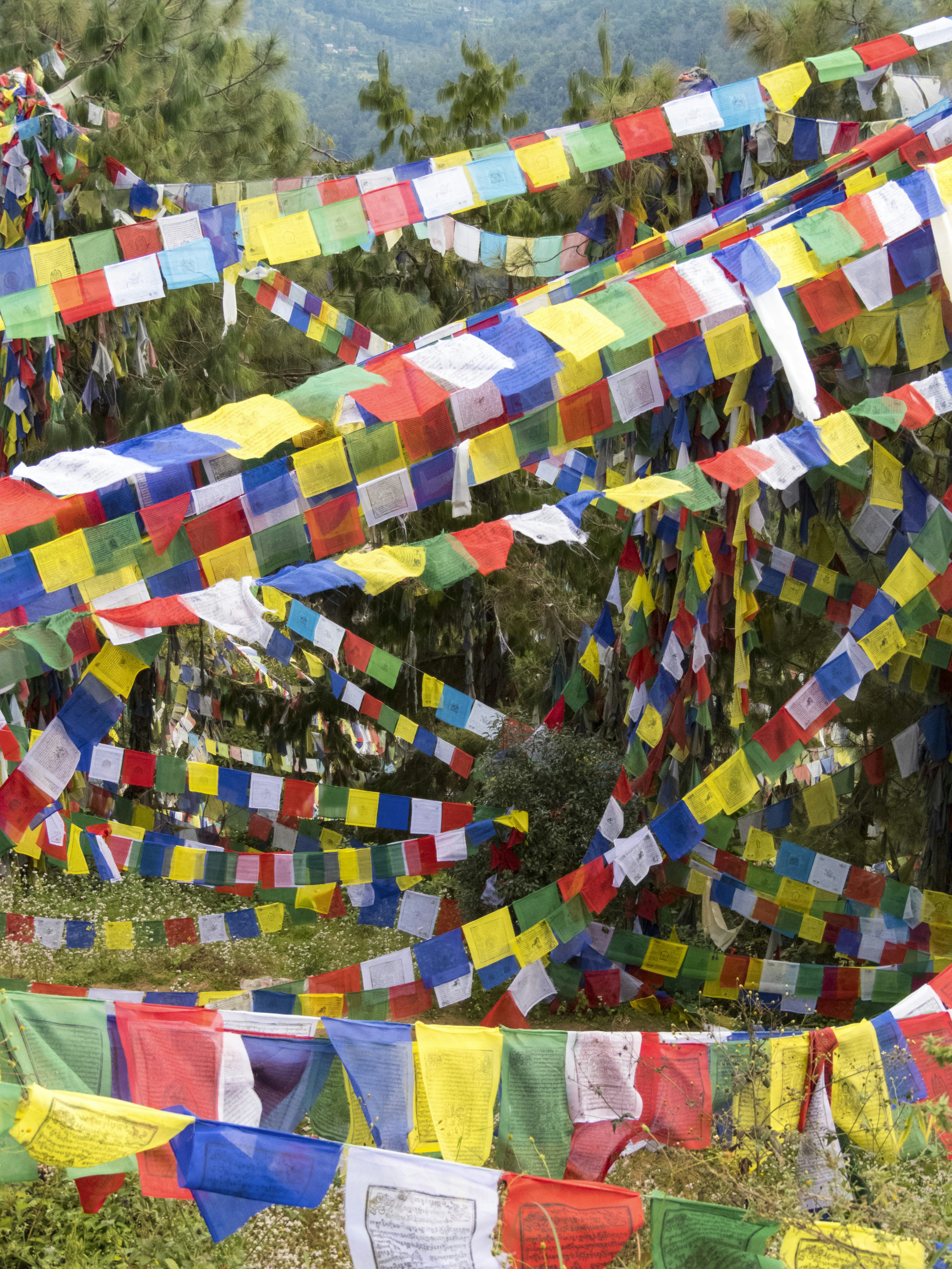 A photograph capturing a dense field of multi-colored prayer flags draped across a hillside with pine trees in the background. The flags flutter in the breeze, creating a vibrant tapestry of color.