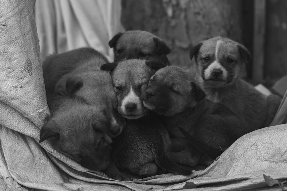 grayscale photography of short coated puppy on textile