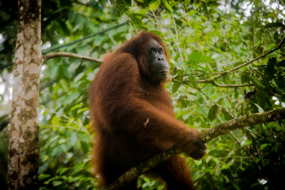 brown monkey on tree branch during daytime