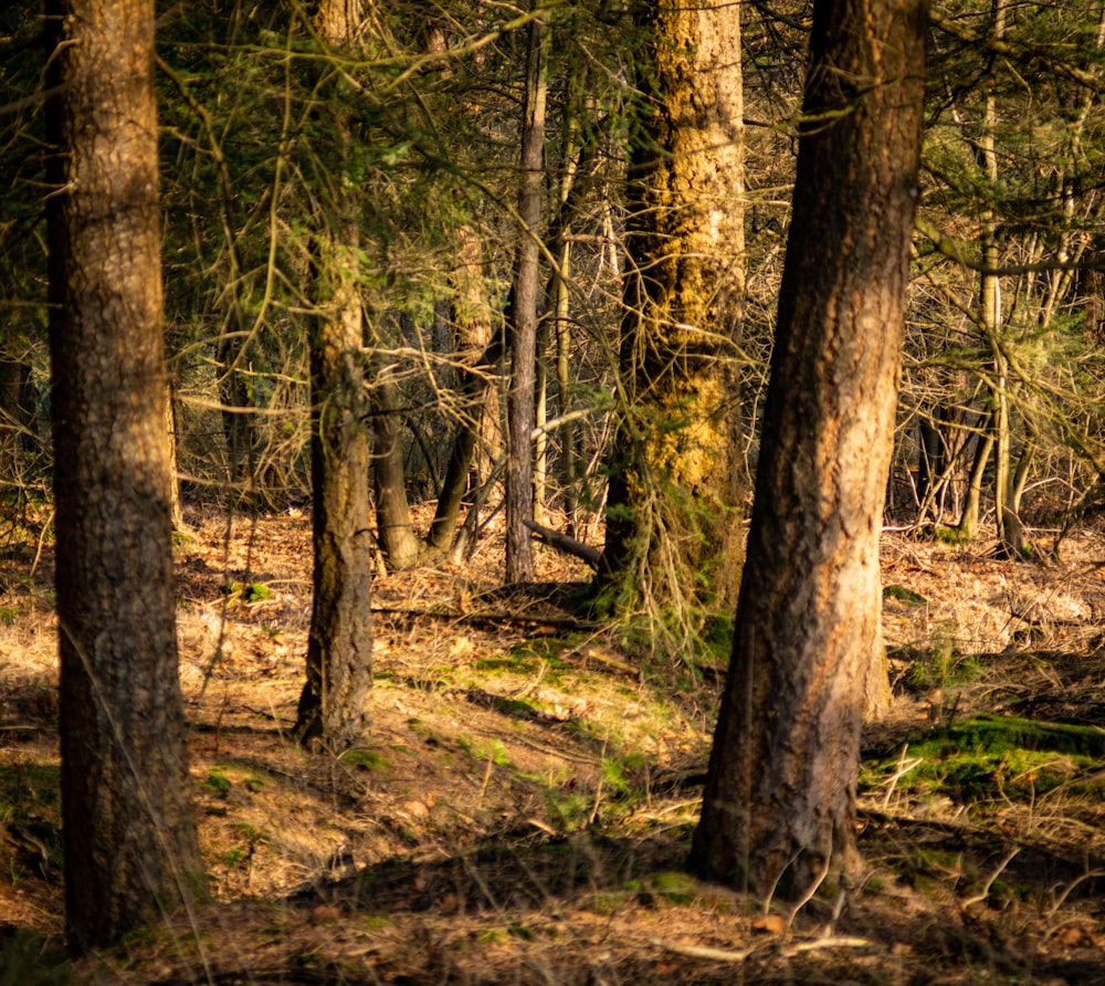 brown trees on forest during daytime