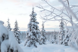 snow covered trees during daytime