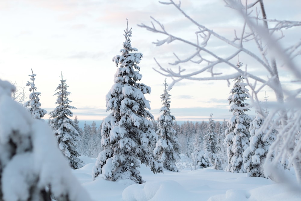 snow covered trees during daytime