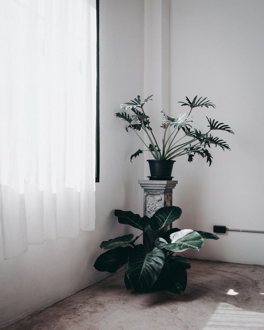 Quiet studio corner with potted plant