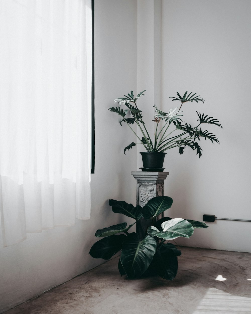 green potted plant on brown wooden table