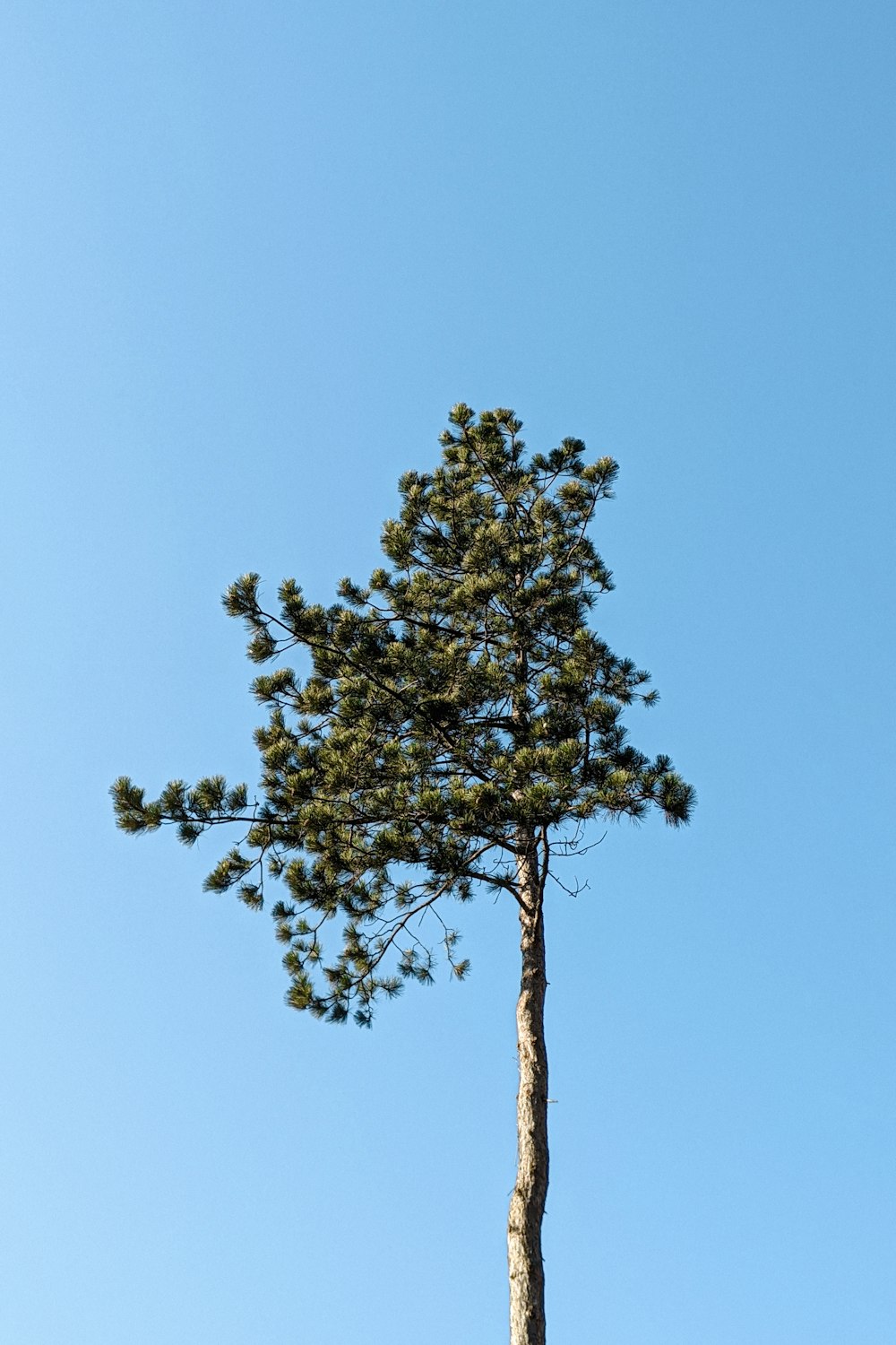 green tree under blue sky during daytime