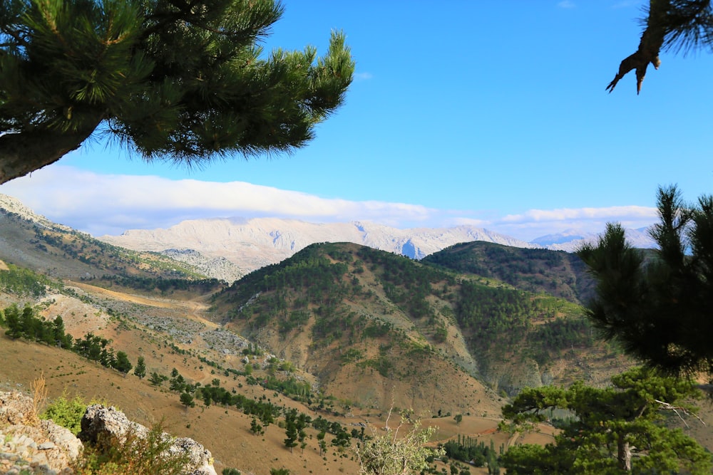 green tree on green grass covered mountain during daytime