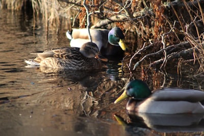 brown and green mallard duck on water duck teams background