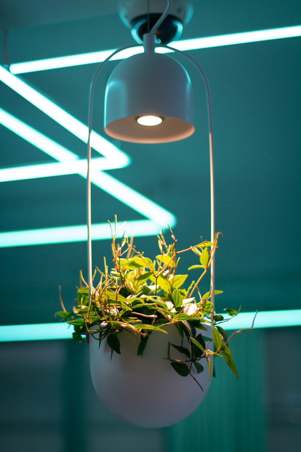 green plant in white pot