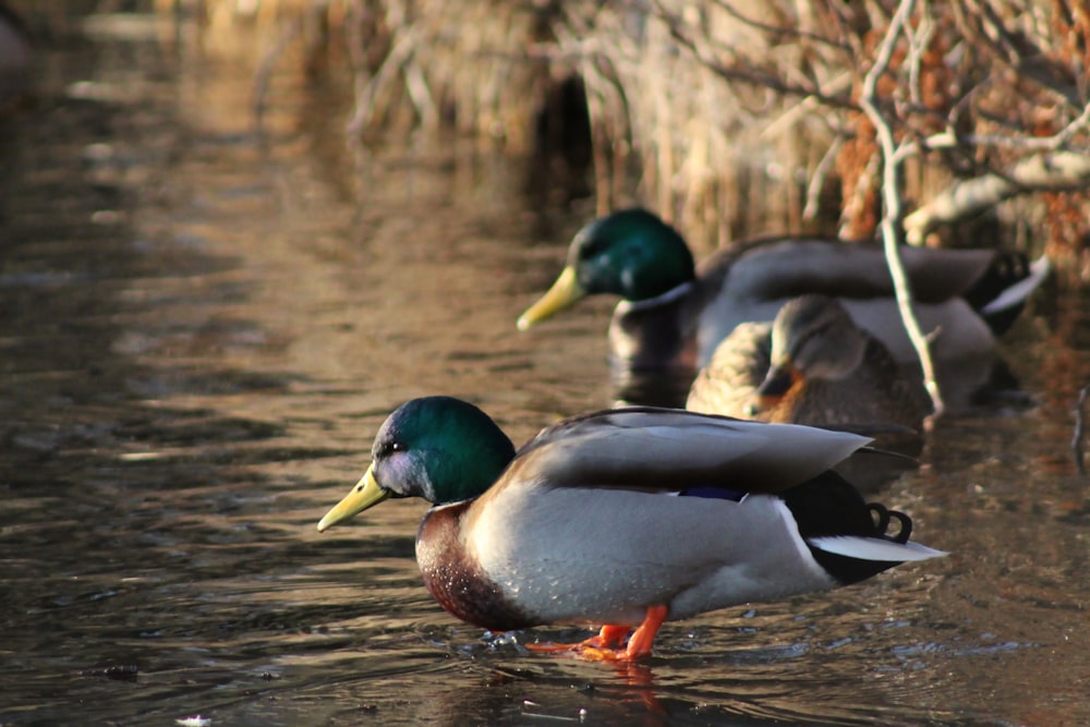 mallard duck on water during daytime