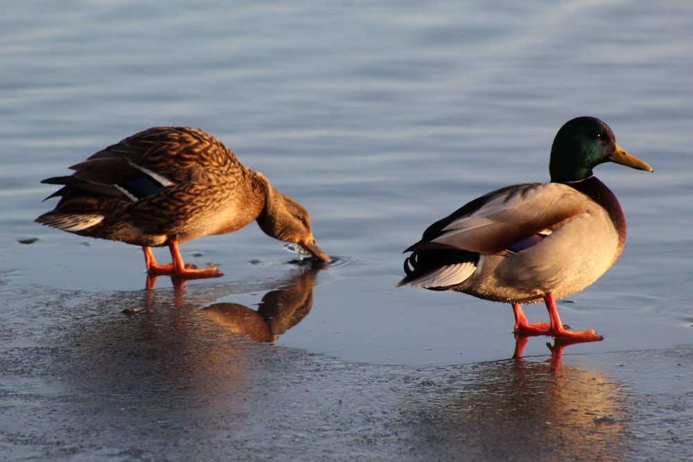 brown duck on water during daytime