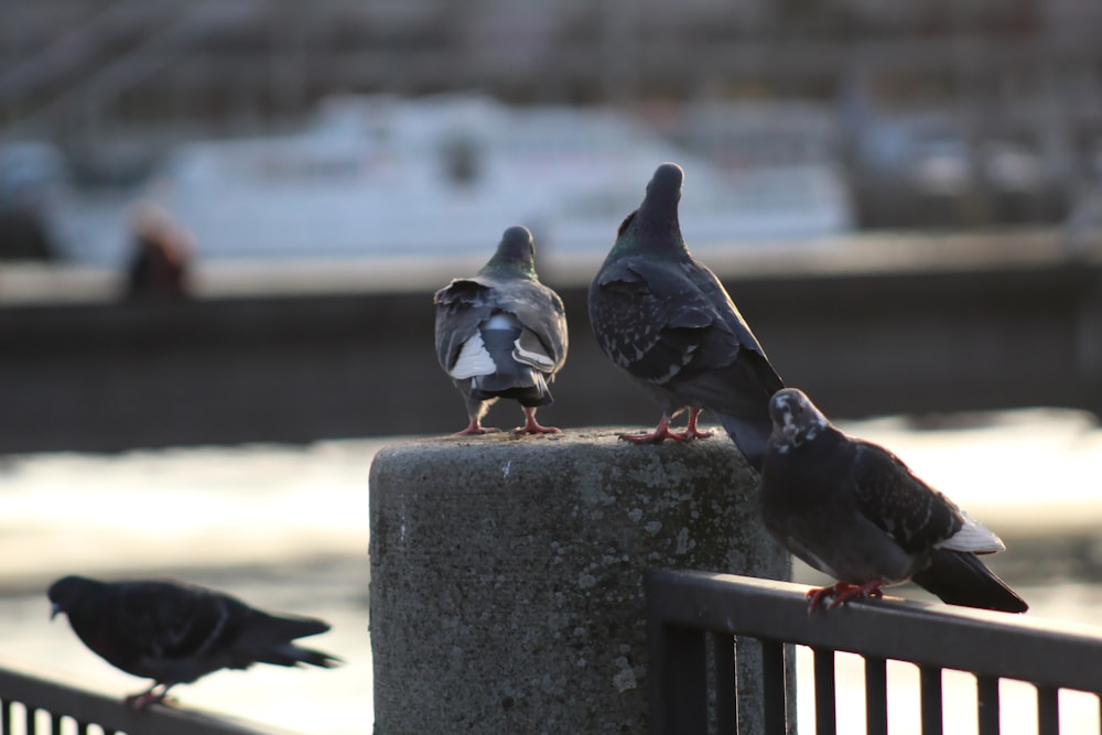 two black and white birds on gray concrete fence during daytime