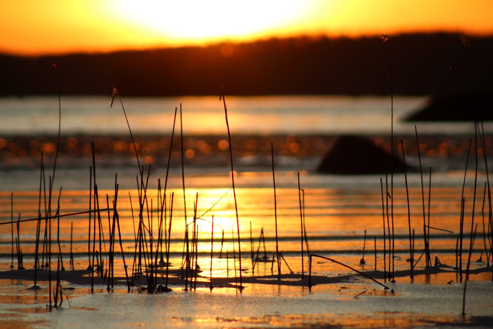 silhouette of wooden dock on sea during sunset