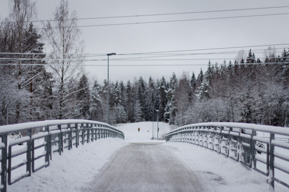 Árboles cubiertos de nieve y carreteras durante el día