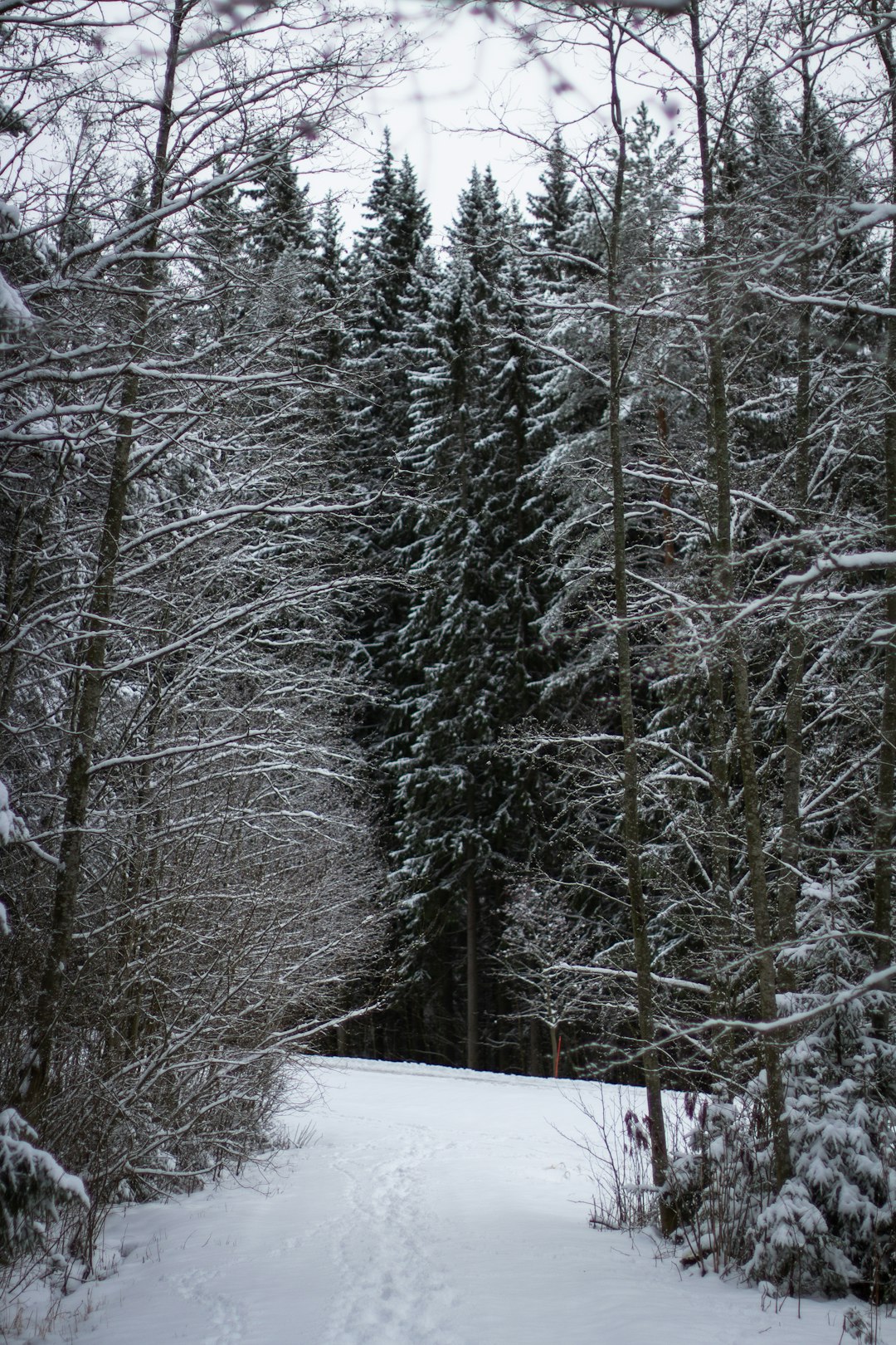 travelers stories about Forest in Jyväskylä, Finland