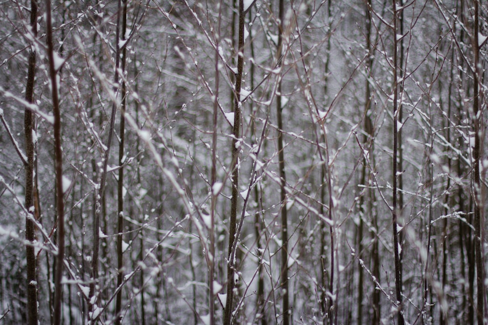 bare trees covered with snow