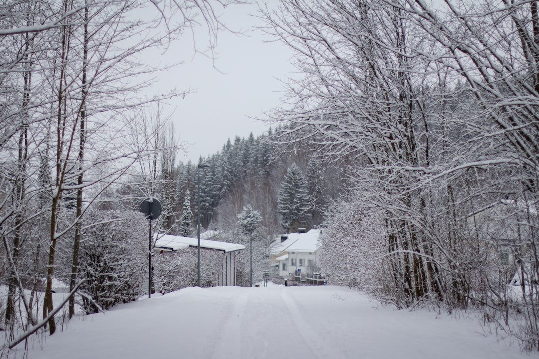 snow covered trees and houses during daytime