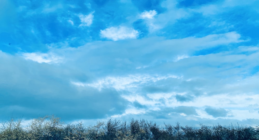 green trees under blue sky and white clouds during daytime